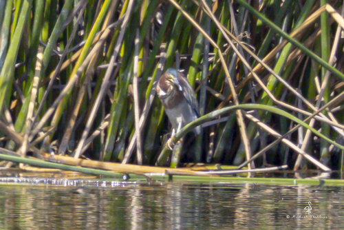 iNaturalist observation photo of Green Heron