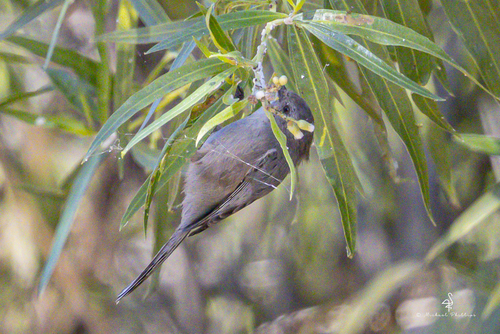 iNaturalist observation photo of Bushtit