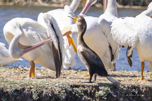 iNaturalist observation photo of Double-crested Cormorant