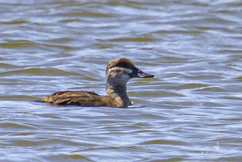 iNaturalist observation photo of Ruddy Duck