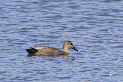 iNaturalist observation photo of Gadwall