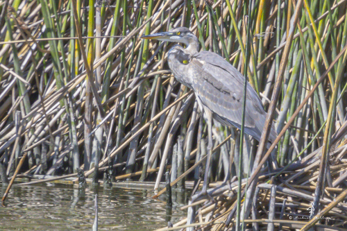 iNaturalist observation photo of Great Blue Heron