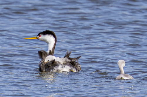 iNaturalist observation photo of Clark's Grebe