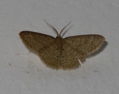 Pleuroprucha hypoxia