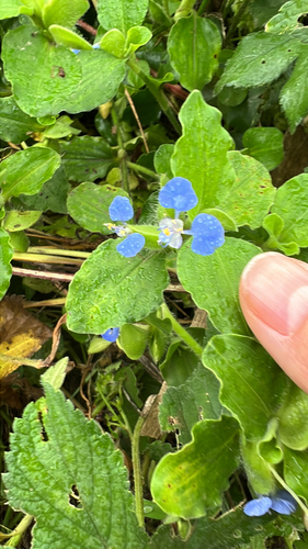Benghal Dayflower