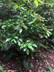 Palicourea racemosa