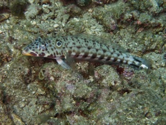 Parapercis clathrata