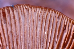 Phaeocollybia californica image