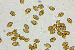 Phaeocollybia californica image