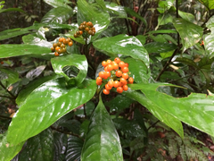 Palicourea racemosa