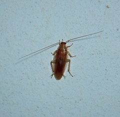 Blattella lindbergi
