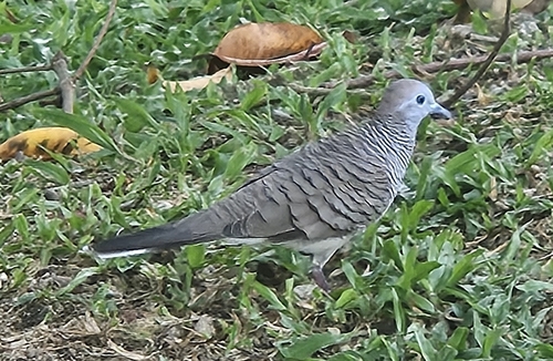 Zebra Dove