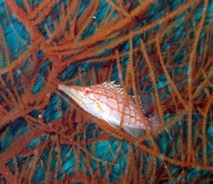 Oxycirrhites typus