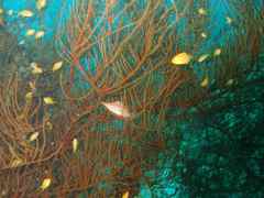 Oxycirrhites typus