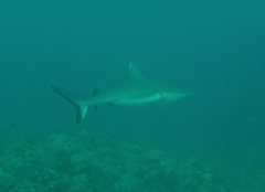 Grey reef shark