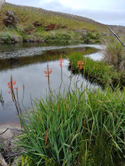 Watsonia angusta