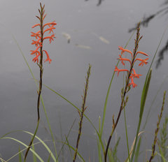 Watsonia angusta