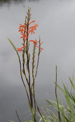 Watsonia angusta