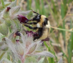 Bombus armeniacus