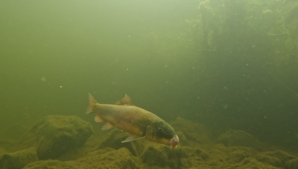 Goose Lake sucker (Catostomus occidentalis) — Catostomidae
