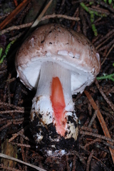 Agaricus fuscofibrillosus
