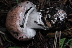 Agaricus fuscofibrillosus