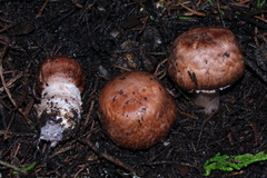 Agaricus fuscofibrillosus