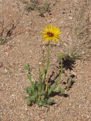 Arctotis fastuosa, photograph author not stated, no rights reserved
