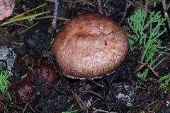 Agaricus fuscofibrillosus