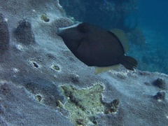 Cantherhines pardalis