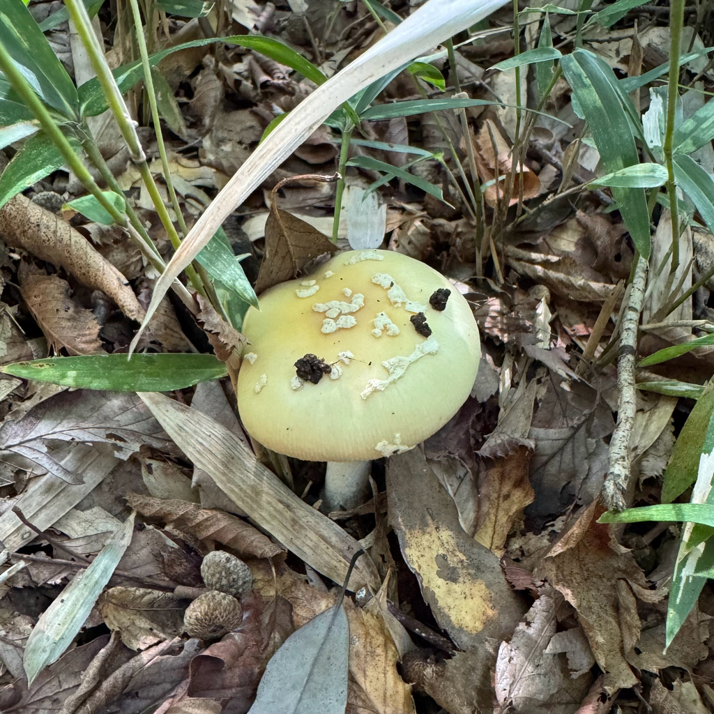 Amanita orientigemmata · October 2025 · photo: © liem_malarney (iNaturalist, cc-by)