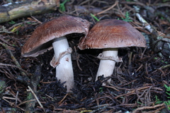 Agaricus fuscofibrillosus