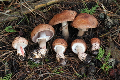 Agaricus fuscofibrillosus