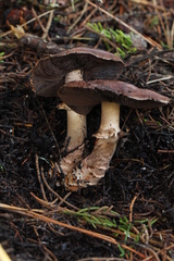 Agaricus fuscofibrillosus
