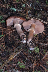 Agaricus fuscofibrillosus