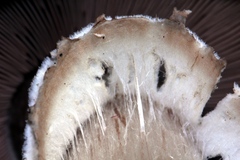 Agaricus fuscofibrillosus