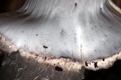 Agaricus fuscofibrillosus