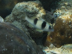 Parupeneus crassilabris