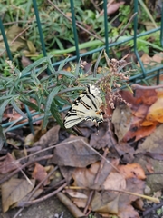 Iphiclides podalirius