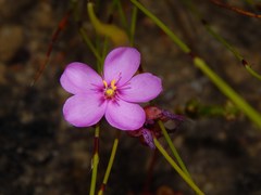 Drosera esterhuyseniae