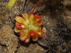 Drosera esterhuyseniae