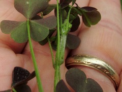 Oxalis macrantha
