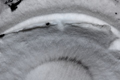 Agaricus hondensis image
