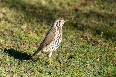 Turdus litsitsirupa