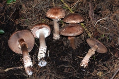Agaricus fuscofibrillosus