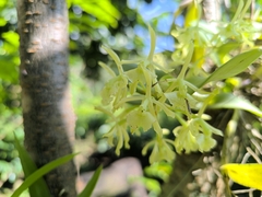 (c) Victor De la Cruz, some rights reserved (CC BY) Epidendrum melistagum, photograph (c) Victor De la Cruz, some rights reserved (CC BY)