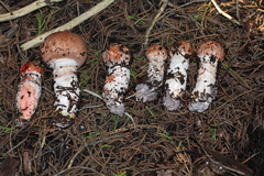 Agaricus fuscofibrillosus
