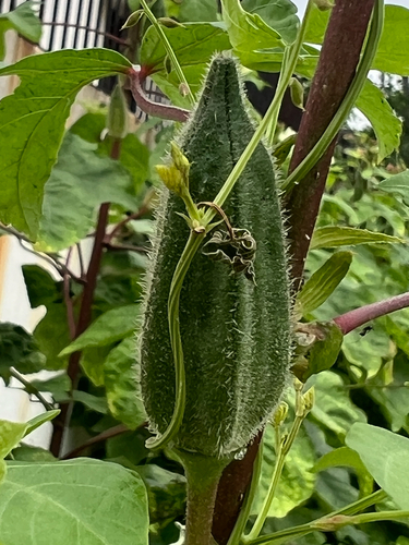 Aibika (Abelmoschus manihot)