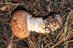 Agaricus fuscofibrillosus