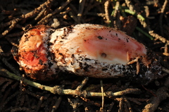 Agaricus fuscofibrillosus